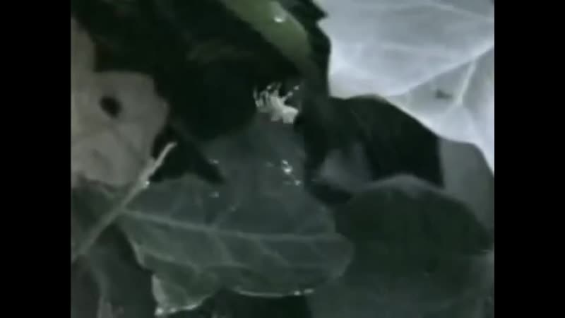 Трудолюбивые пауки и пав (психоактивные вещества)