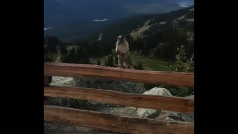 Сурок орет бобер