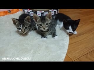 Kitten playing ep44★arimiulovelovecat