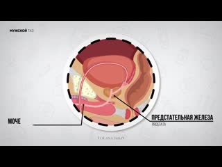 Анатомия и физиология предстательной железы