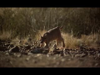 Lynx caracal