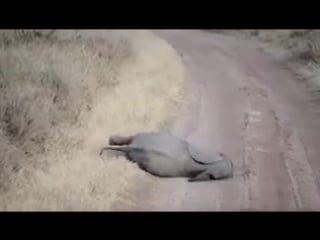 "if u think that only human babies throw tantrums u gotta look at this baby elephant 🐘😂🐘"