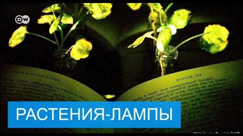 Смогут ли растения заменить лампы?