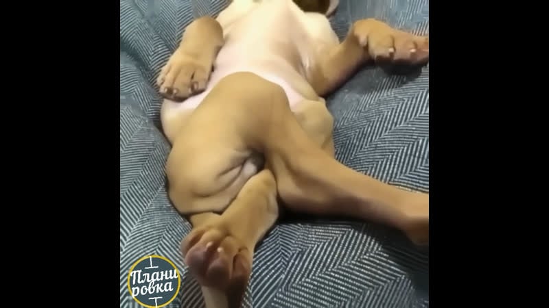 Самый главный защитник и любитель просто сладко поспать 😂