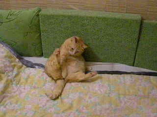 Сусанна моет попу)