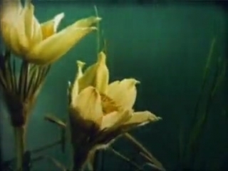 Научфильм биология фильм 17 лес и его значение