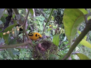 Golden tanagers (tangara arthus) tending their nestling