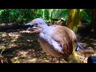 Lyrebirds are australian birds most notable for their superb ability to mimic natural and artificial sounds from their environme