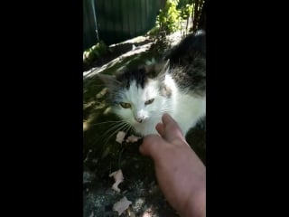 Кошечка пушистая отлов 25 05 18