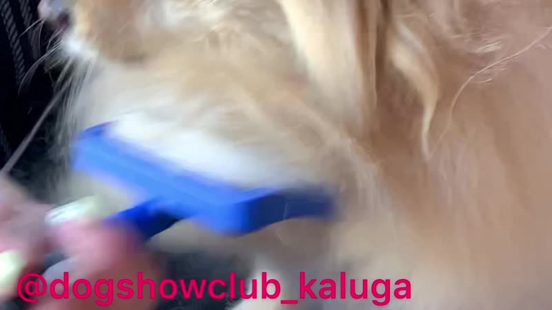 Домашний груминг шпица