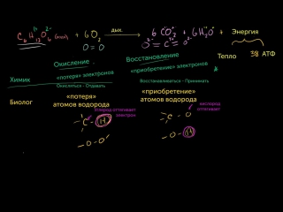 Окисление и восстановление в клеточном дыхании