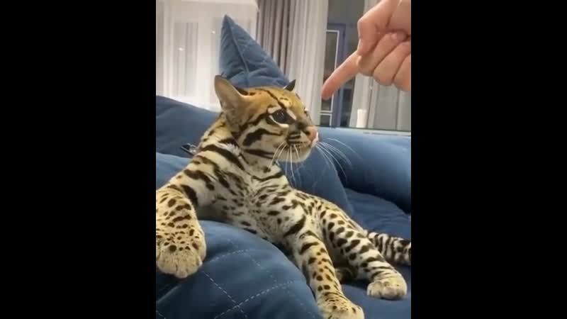 Вроде домашний, а повадки