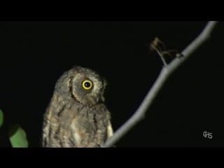 Eurasian scops owl / сплюшка / otus scops