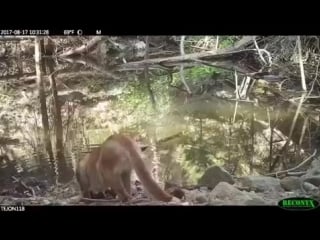 Reflective cougar on tejon ranch