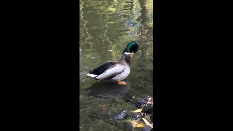 Уточка умывается