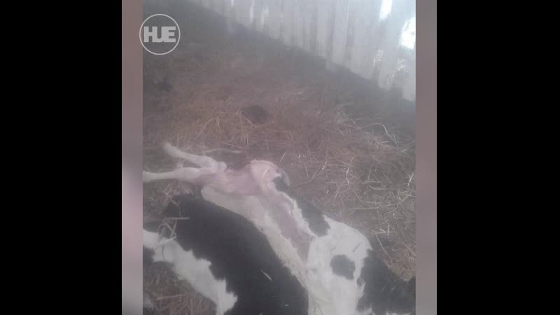 Жёсткие фото с белорусской фермы попали в сеть