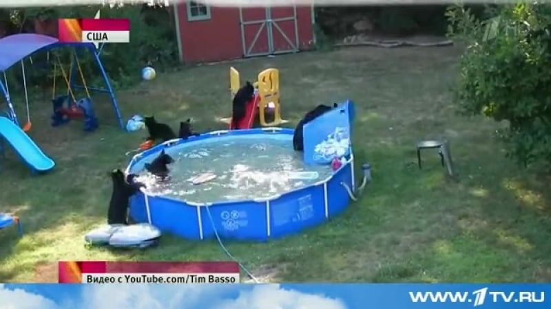 В американском штате нью джерси медведи устроили вечеринку у бассейна
