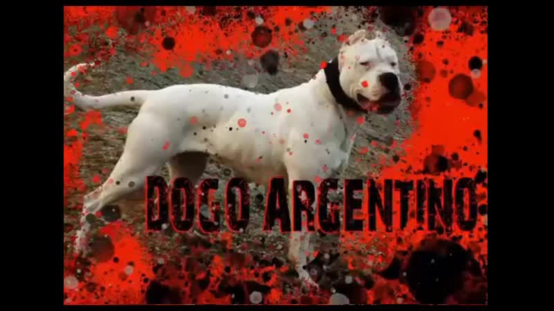 Аргентинский дог dogo argentino
