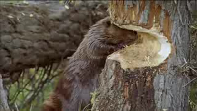 Бобёр строит плотину