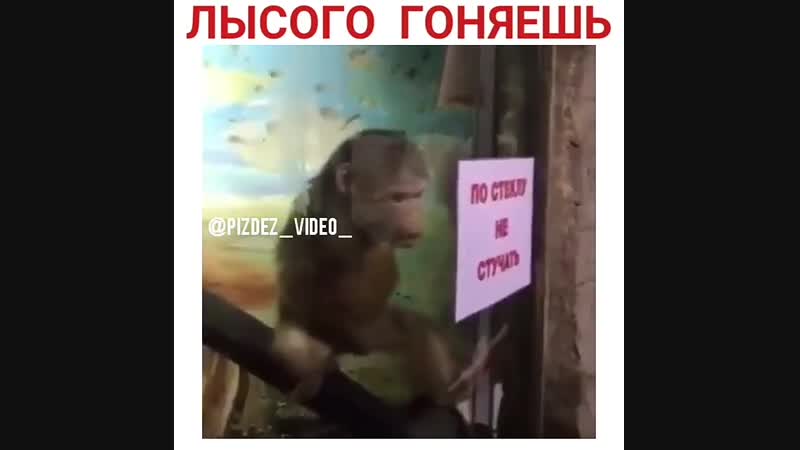 Лысого гоняешь?