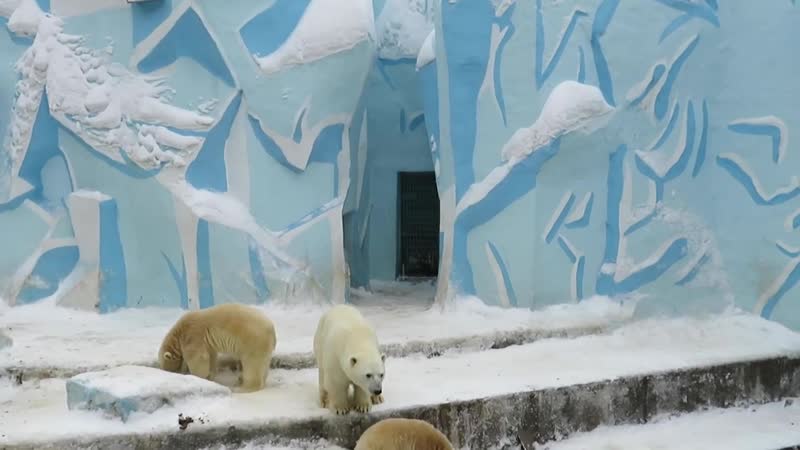 Обещанные показательные кормления герды и медвежат