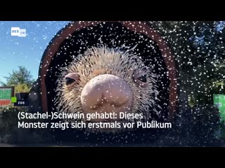 (stachel )schwein gehabt! dieses monster zeigt sich erstmals vor publikum