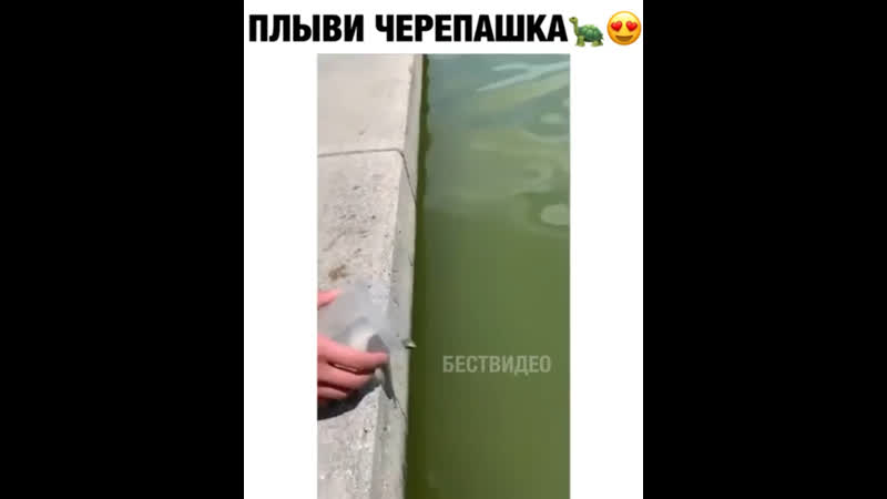 Плыви черепашка 🐢