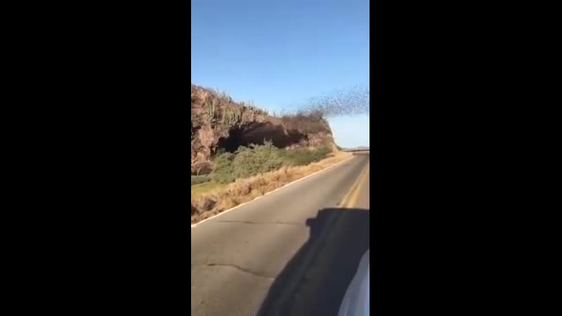 Целый рой летучих мышь