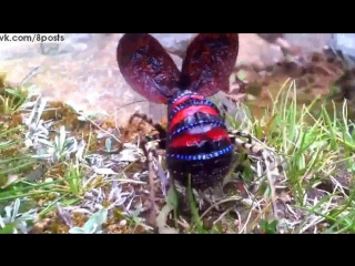 Мужик из австралии заснял редчайший вид кузнечика / mountain katydid a rare grasshopper observed in australia