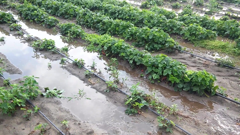 Дощ котрий тривав не більше 20 хв але спортив цілий день