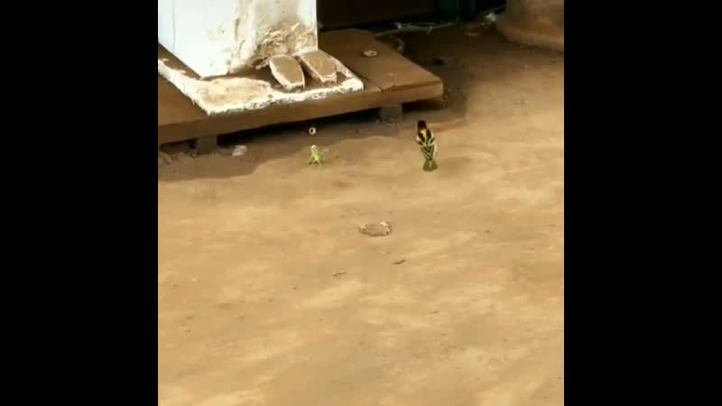 В большой семье не щёлкай клювом