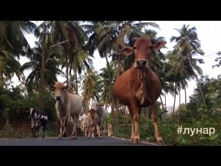 Zong lunar live in arpora 05/03/2016