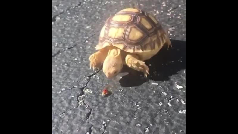 Lеt mе lоvе yоu, lady bug!