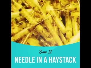 Needle in a haystack