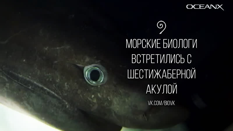 Shark deep sea shark tagging submersible first ever