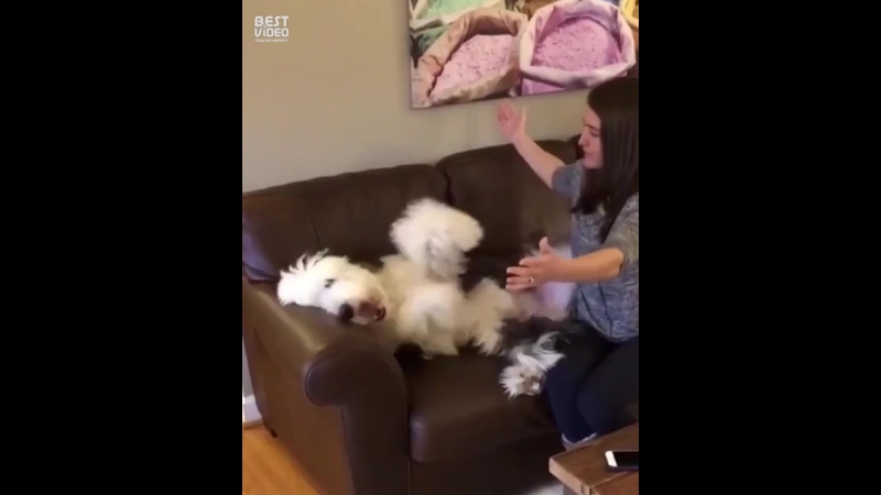 Очень любвеобильный пёс