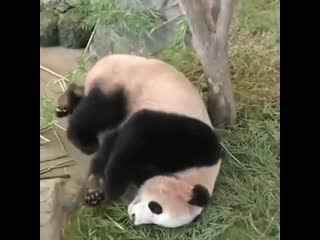 Большие панды