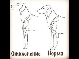 Правильная постаноа конечностей