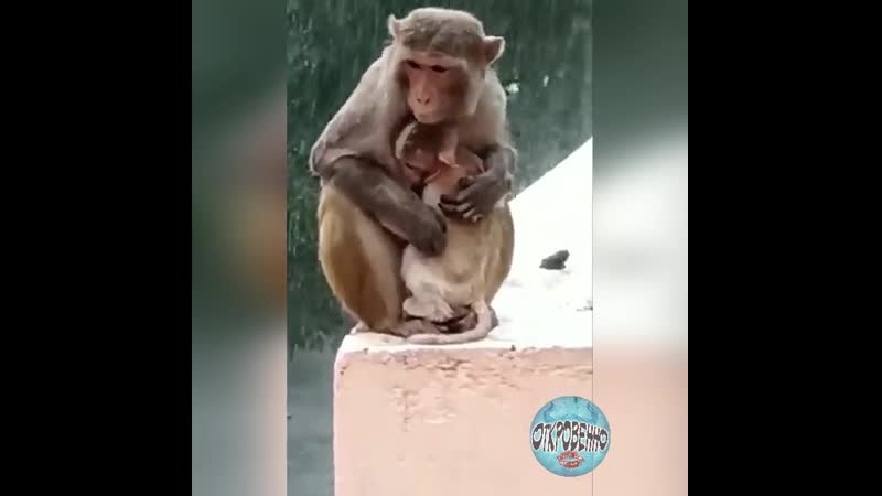 Молодые и то согревают своих деток теплом