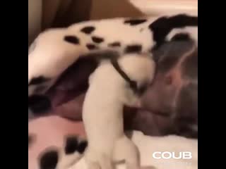 Реинкорнация "элвис пресли"