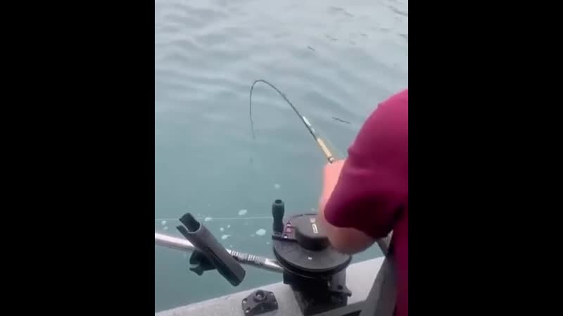 Конкуренты у рыбака