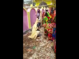 Kangaroo dustbin worshipped in a village in india