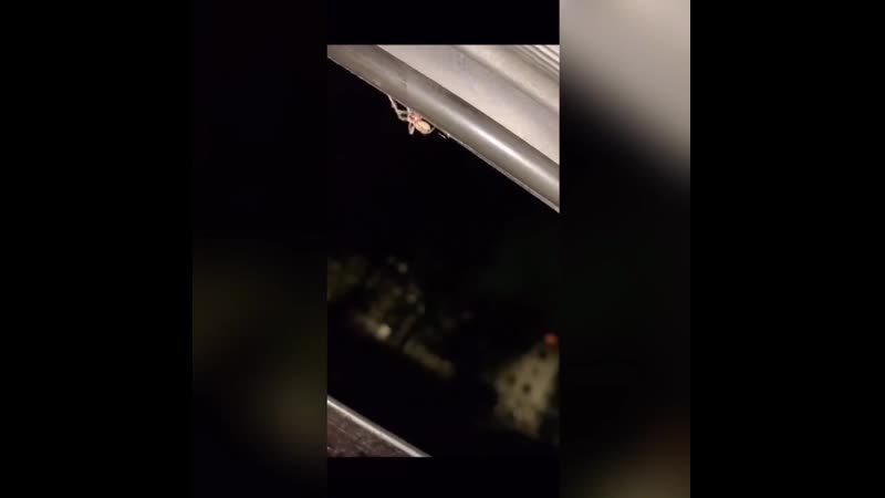 Маленький паучок