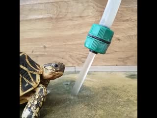 Indian star tortoises (geochelone elegans) from borneo