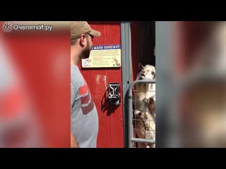 Козёл говорит с парнем mp4