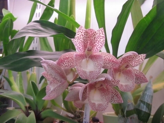 Svo 6434 ctsm (john c burchett x denticulatum)