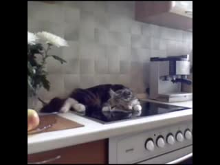 Никифор спит, не мешайте никифору)