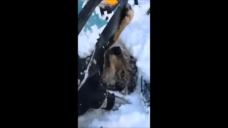 Волк вахуе