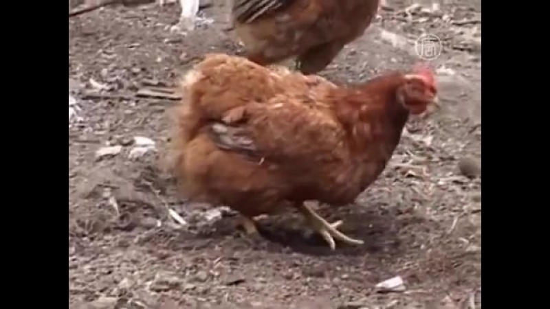 Курица в китае несёт гигантские яйца матрёшки