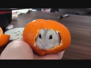 Hamster in the mandarine